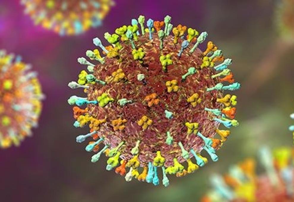 dịch bệnh do vi rút Nipah và các biện pháp phòng chống tại Việt Nam