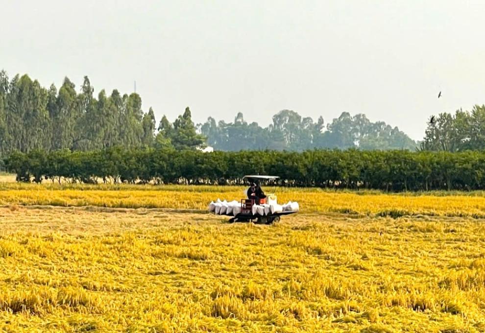 Long Kiến thu hoạch lúa dứt điểm vụ đông xuân 2025 – 2026