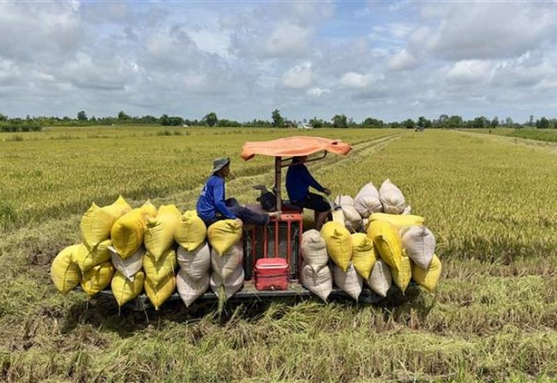 Hành trình 40 năm đổi mới: An Giang - “Vương quốc” lúa gạo của quốc gia