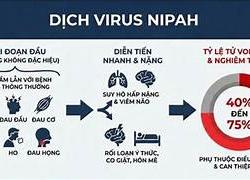 Bộ Y tế nhận định nguy cơ bệnh do virus Nipah xâm nhập