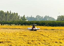 Long Kiến thu hoạch lúa dứt điểm vụ đông xuân 2025 – 2026
